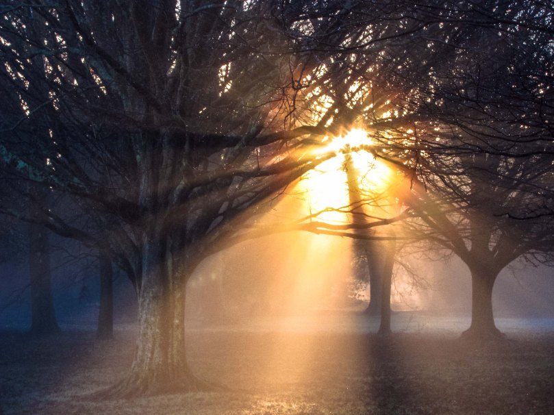 sun-through-trees-0385